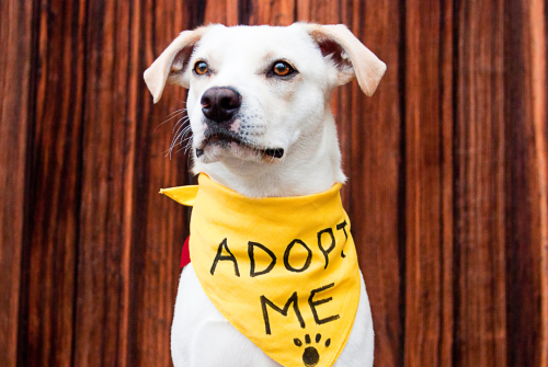 A picture of a dog with a sign that says Adopt Me