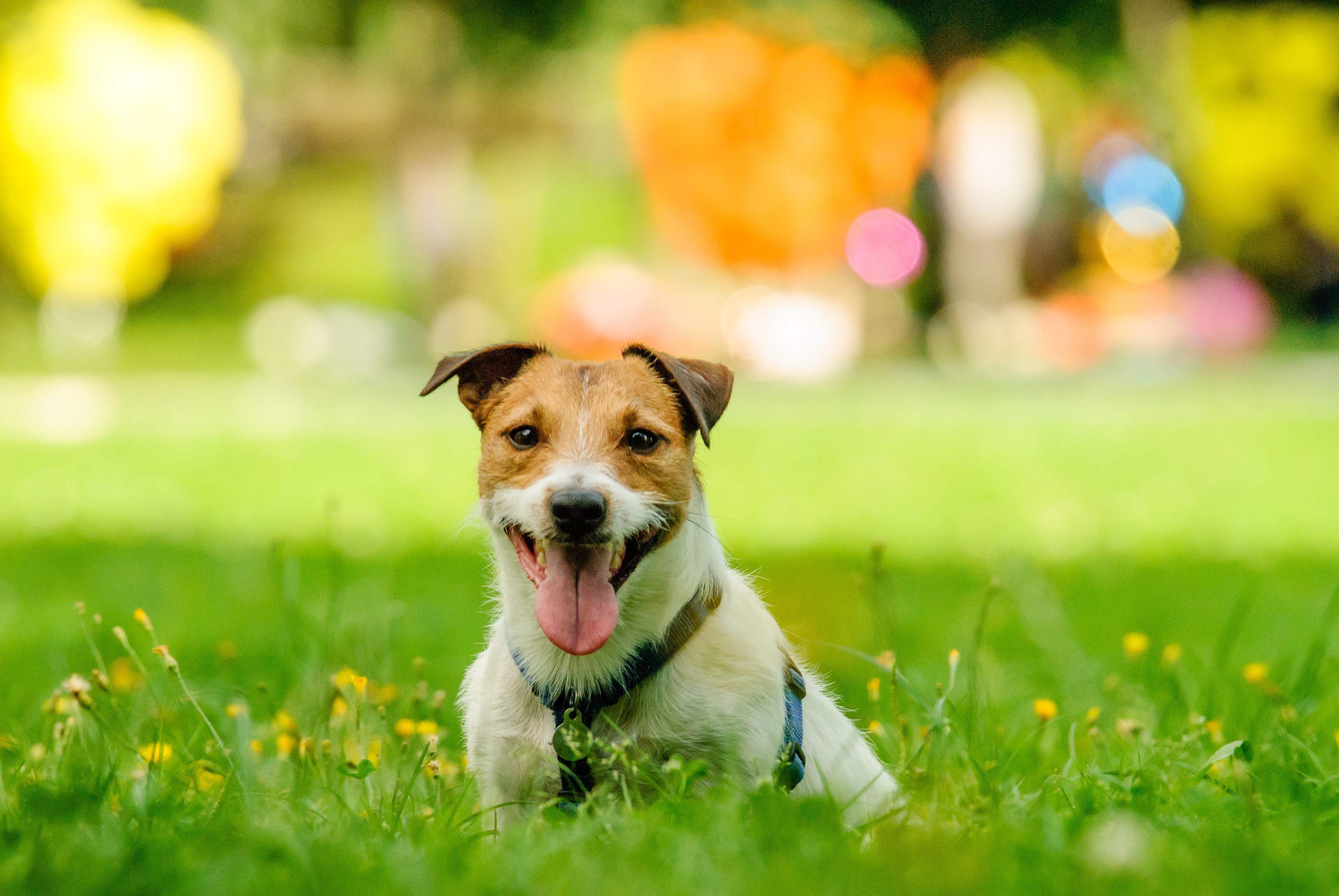 Dog on ground with dog toys