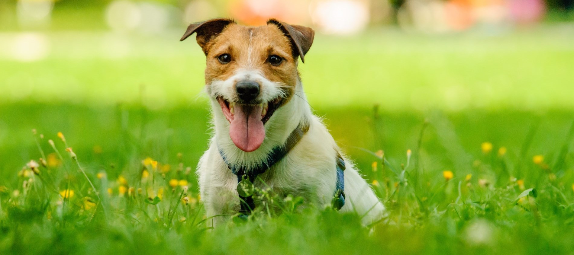 A picture with a dog sitting in the grass 