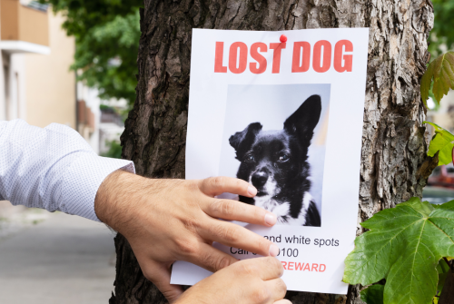 A picture of a person putting a lost pet sign up