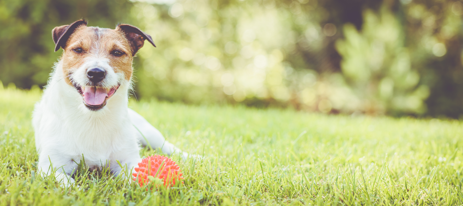 Terrior dog lying in the grass with a red chewy toy