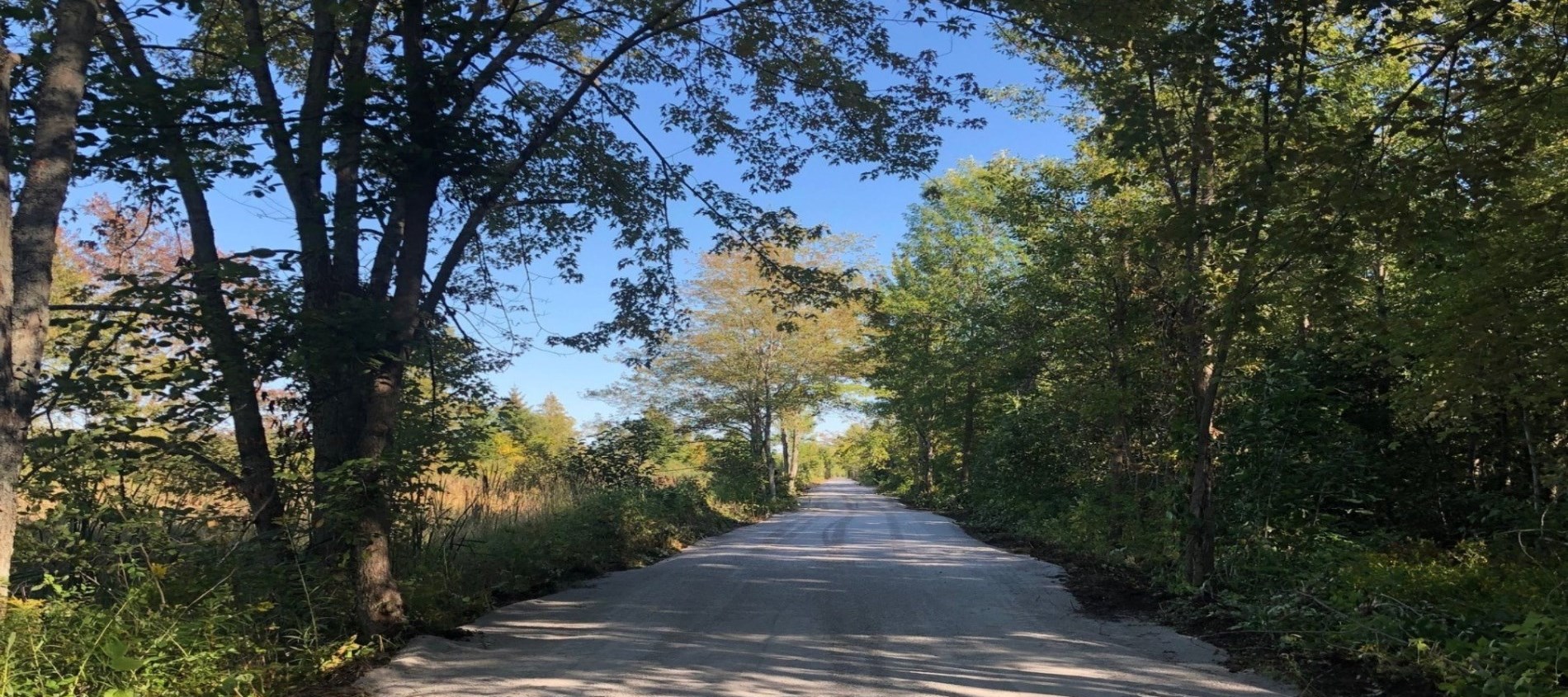 Picture of trail with trees