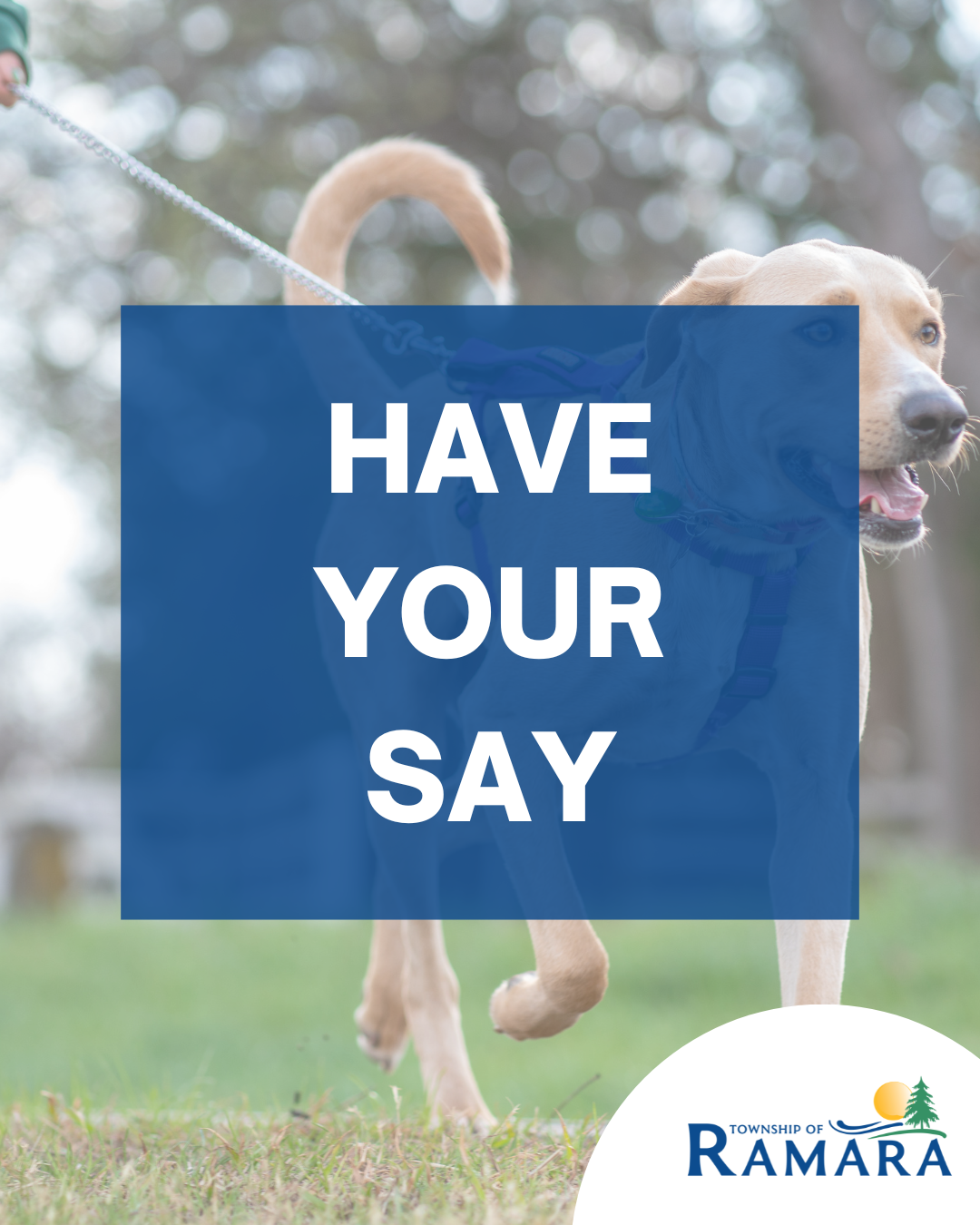 A dog being walked on a leash - Have Your Say