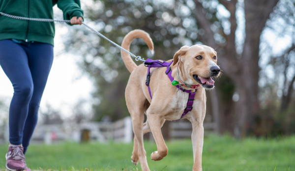 Dog in park on a leash
