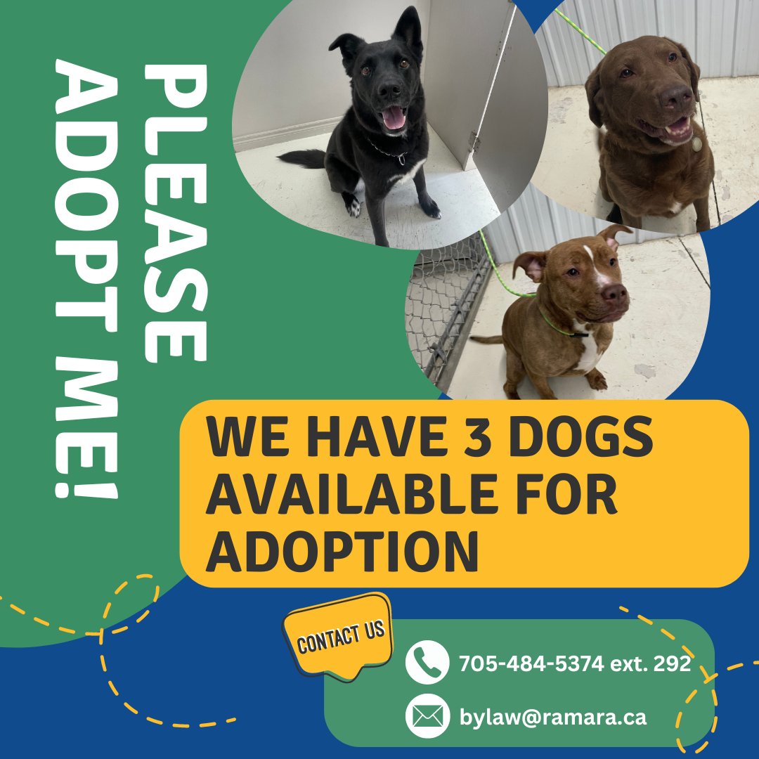 Three dogs available for adoption