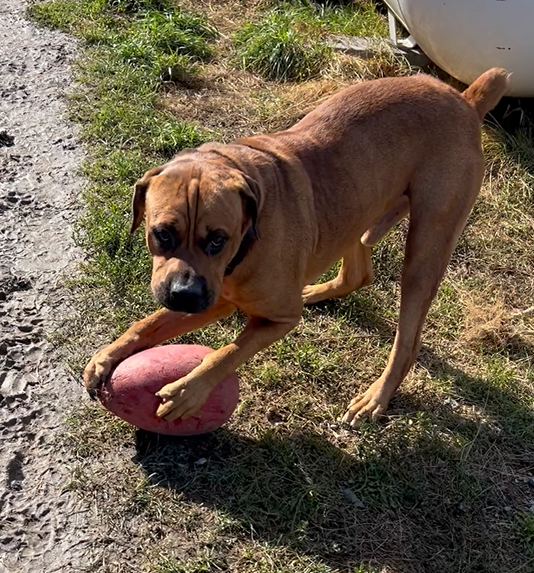 A picture of a dog 