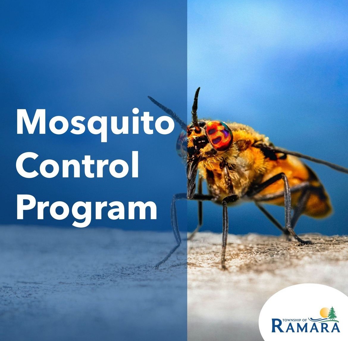 Mosquito Control Program picture