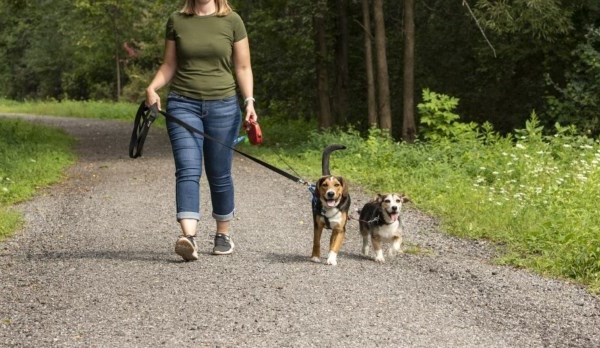 Picture of a lady walking two dogs