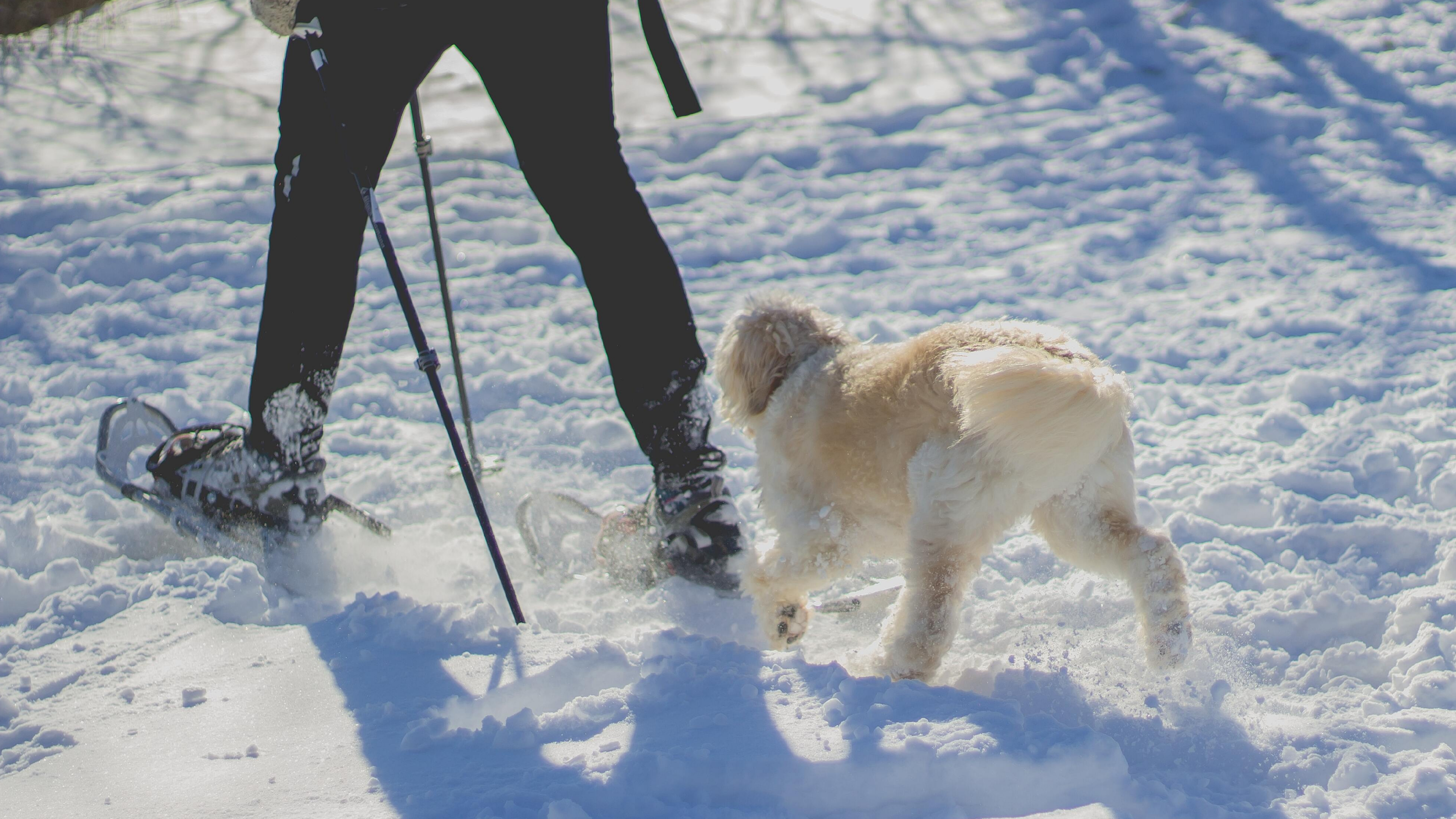 Person walking a dog