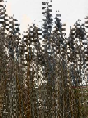 Picture of a invasive phragmite